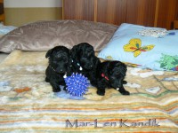 /album/fotogaleria-odchovov-od-rubby/p1440972-1-jpg/